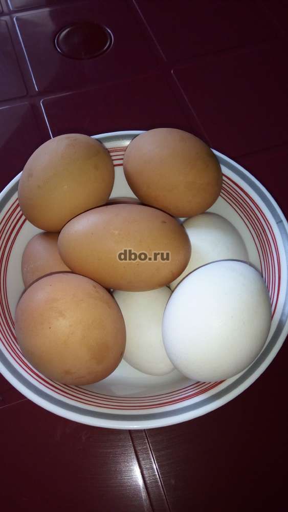 Фото: Домашние яйца