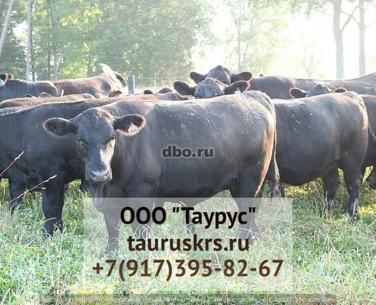 Фото: КРС племенных коров Бурошвицкой породы