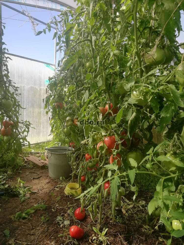 Фото: Сортовые помидоры с куста в вашем присутствии
