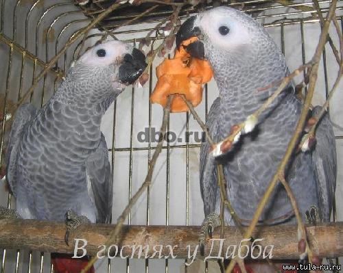 Фото: Жако птенцы выкормыши говорящие от заводчика
