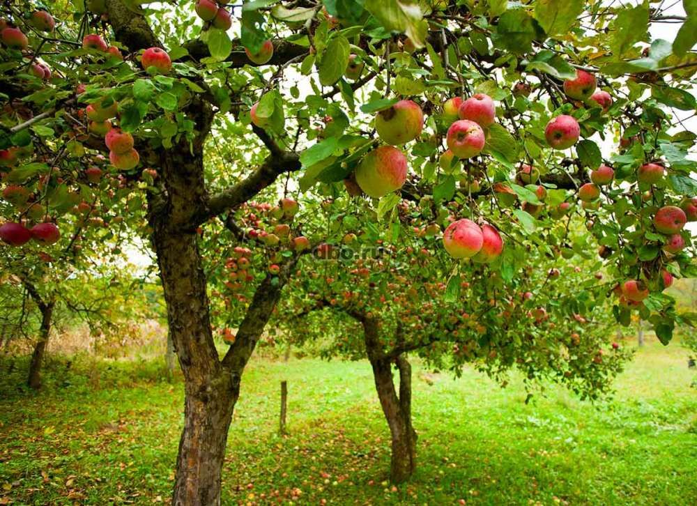 Фото: Яблоки,летних и зимних сортов