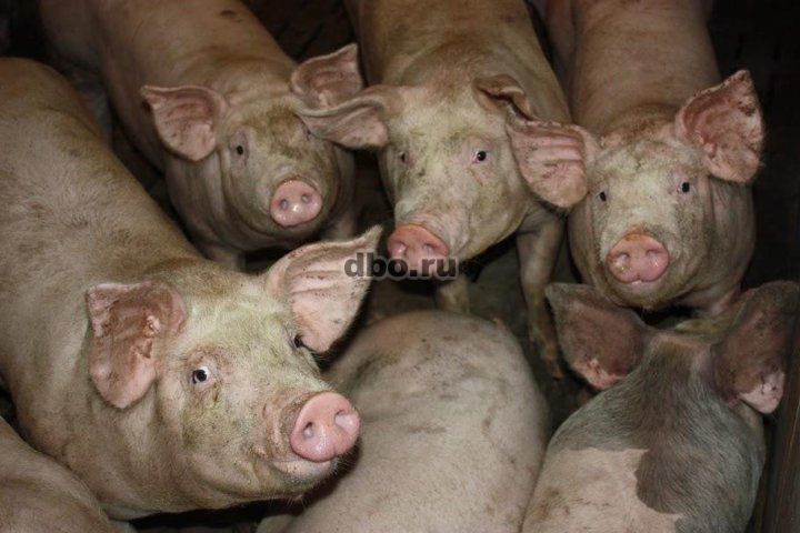 Фото: Свиньи живым весом