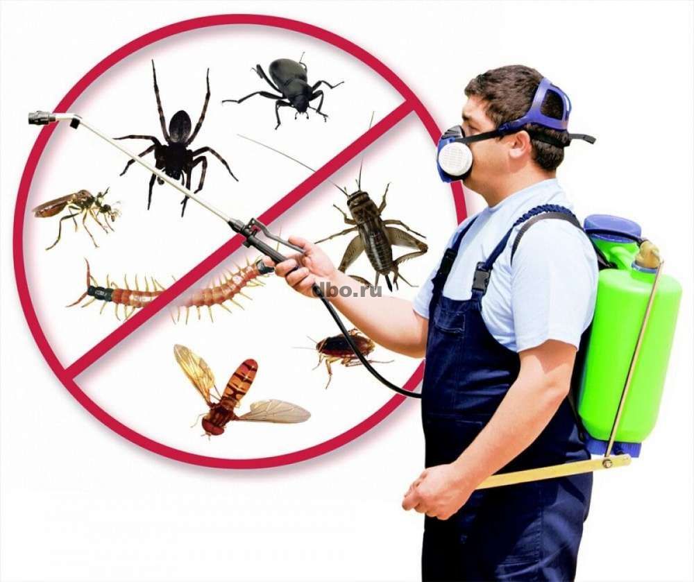Фото: Товары для борьбы с насекомыми и грызунами.