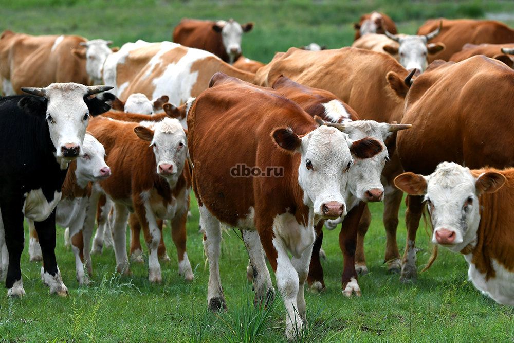 Фото: Телятина, бычки, коровы, быки