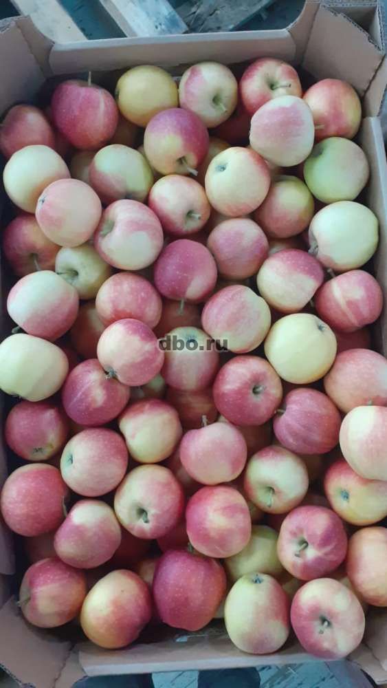 Фото: Яблоки напрямую от производителя с Краснодарского