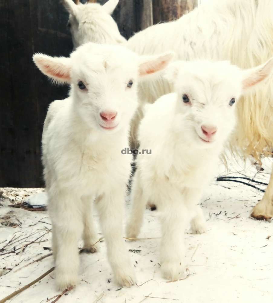 Фото: Козлята козлы и козы