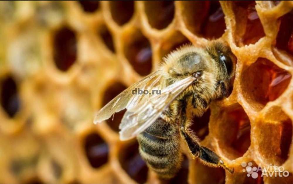 Фото: Пчелы среднерусские