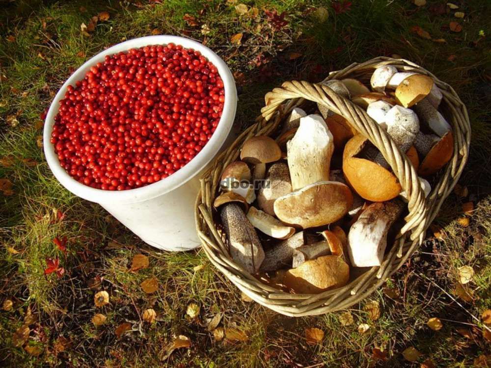 Фото: Требуются сборщики грибов и ягод
