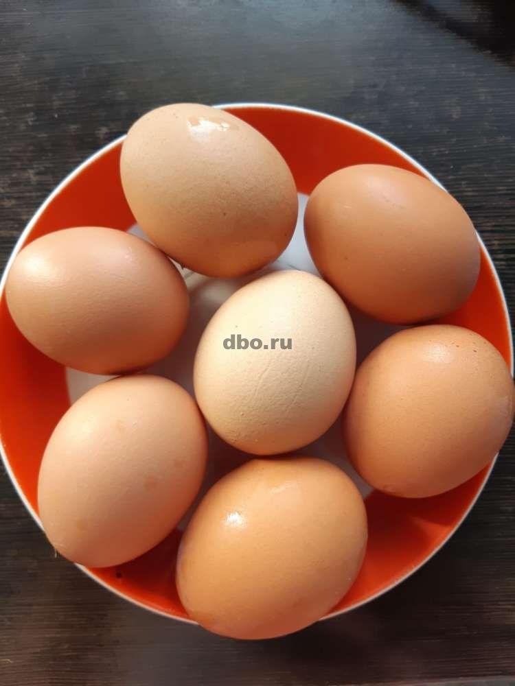Фото: Домашние куриные яйца