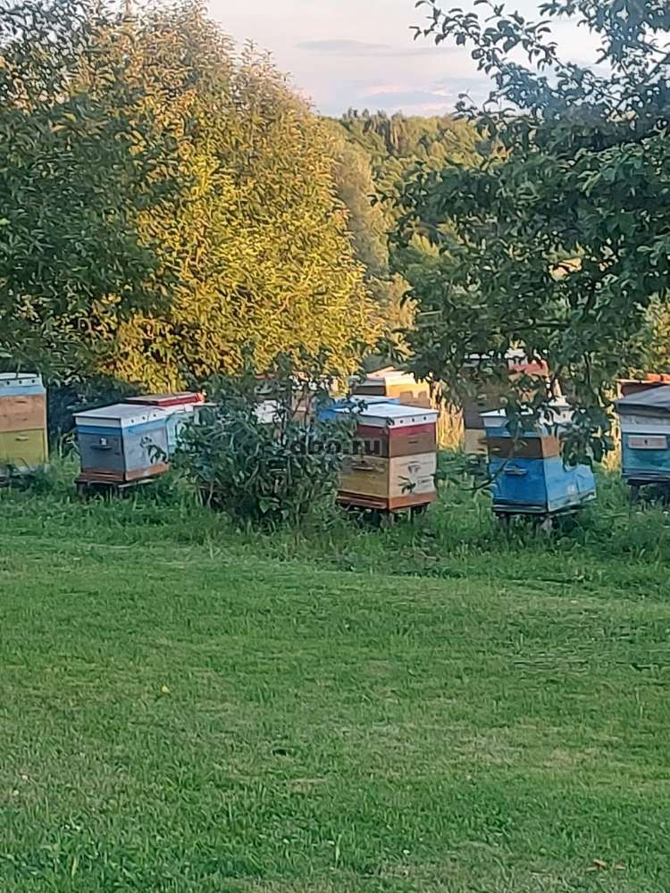 Фото: Пчёлы в ульях