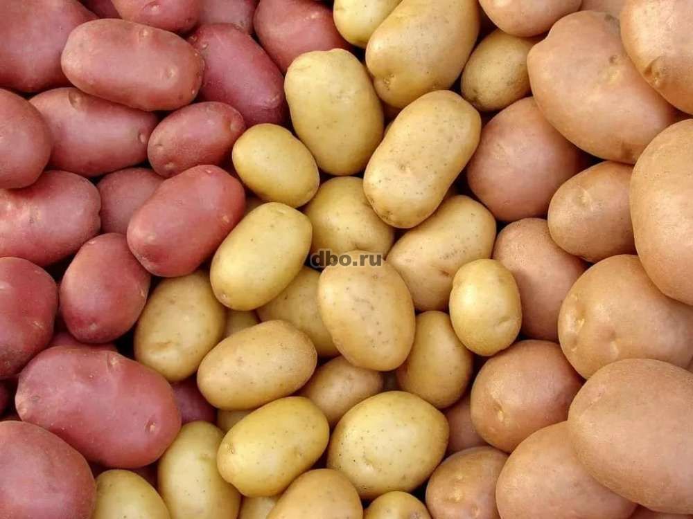 Фото: Продажа картофеля мелким и крупным оптом в Алтайск
