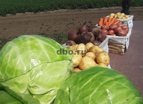 Фото: Отборные картошка, морковь, свекла, капуста