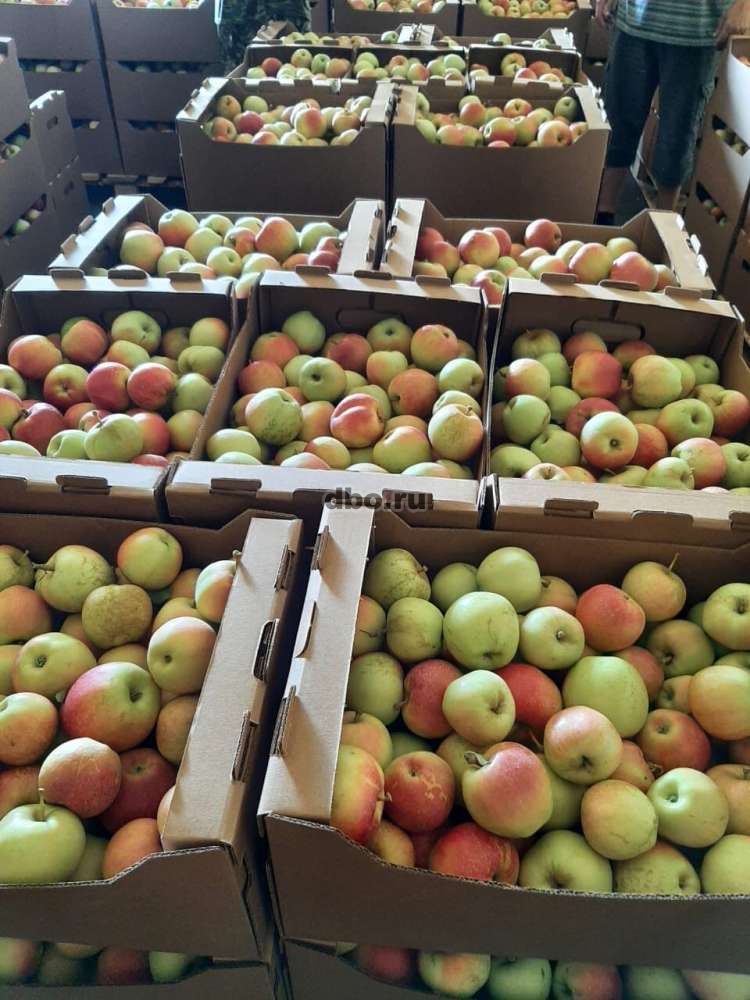 Фото: Яблоки Гала оптом со склада
