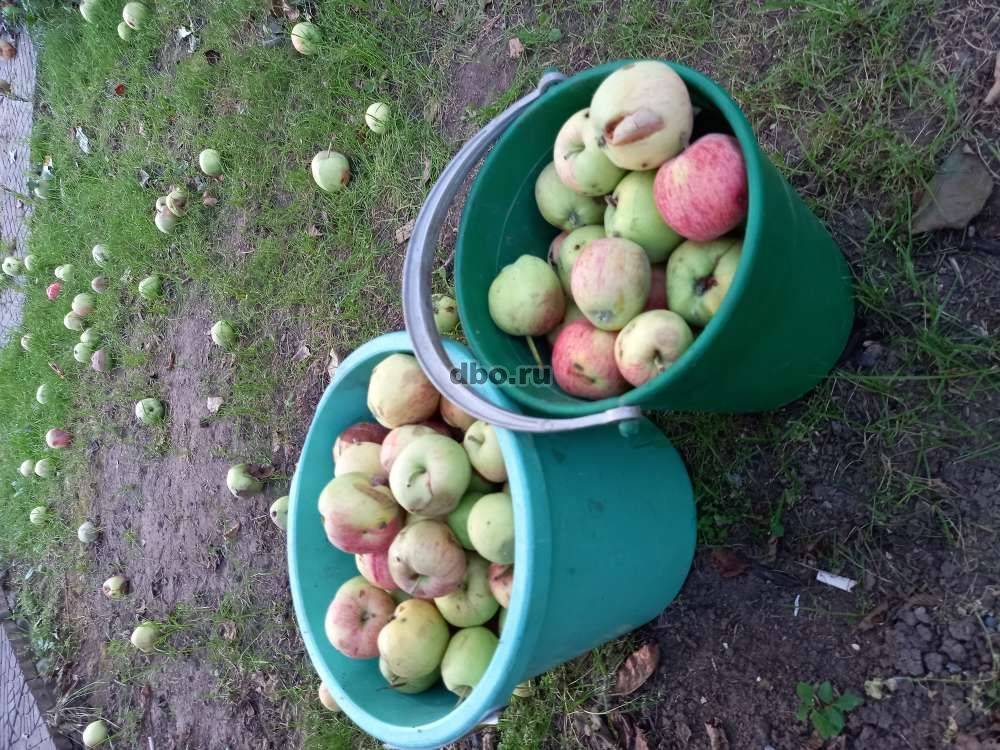 Фото: Вкусные Яблоки