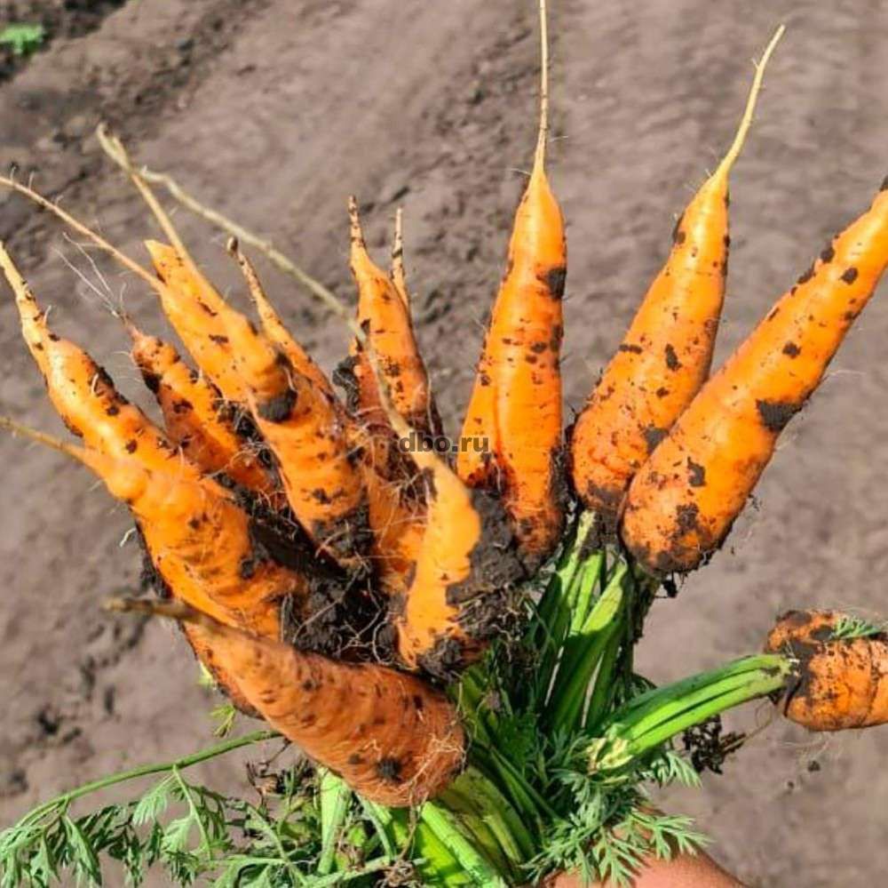 Фото: Лучшие сорта моркови мелким и крупным оптом
