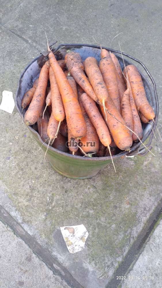 Фото: Морковь  и перец со своего огорода .перец немного
