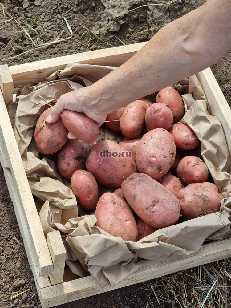 Фото: 11 сортов отборного картофеля  от поставщика