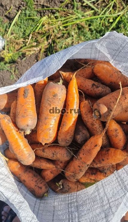 Фото: Вкусная морковь сортотипа Шантоне от поставщика