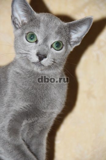 Фото: Русские голубые котята с родословной
