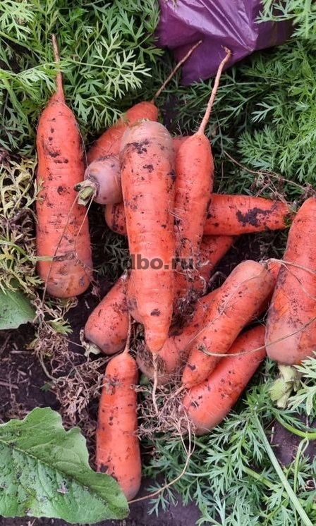 Фото: Отборные сорта моркови без трещин в Барнауле