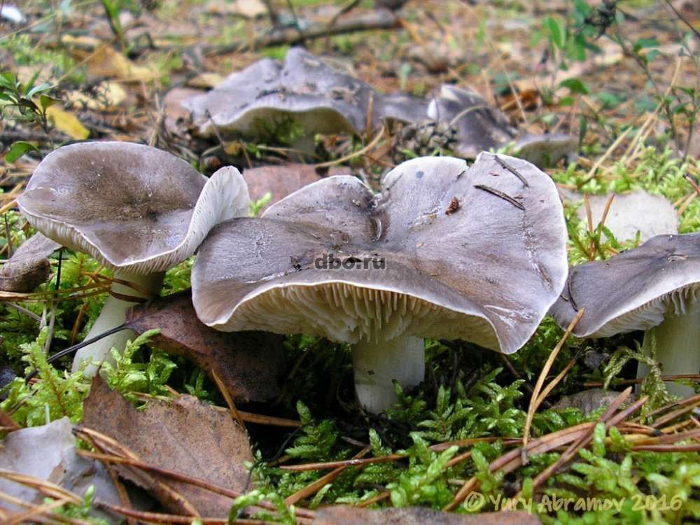 Фото: грибы Серушки-зеленушки