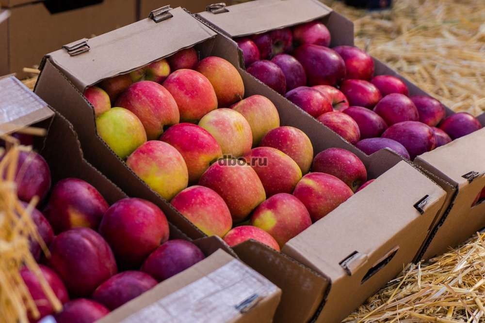 Фото: Яблоки оптом от производителя