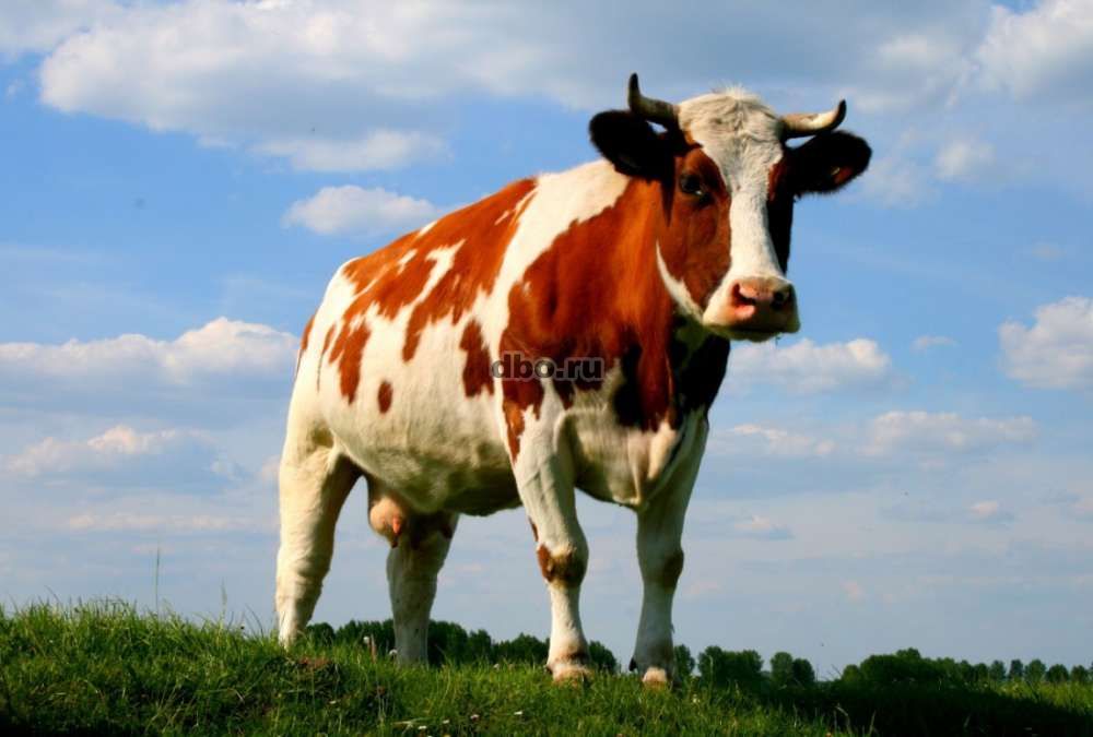 Фото: Корова стельная 2г. 4мес.