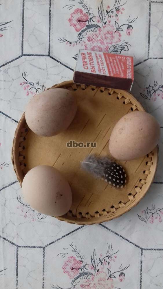 Фото: Куриное пищевое яйцо