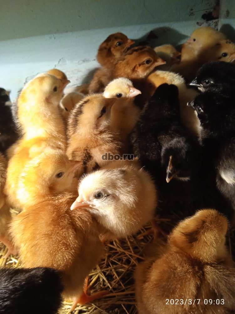 Фото: Цыплята от домашних кур несушек