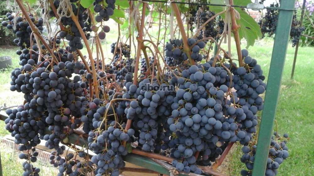 Фото: Саженцы винограда