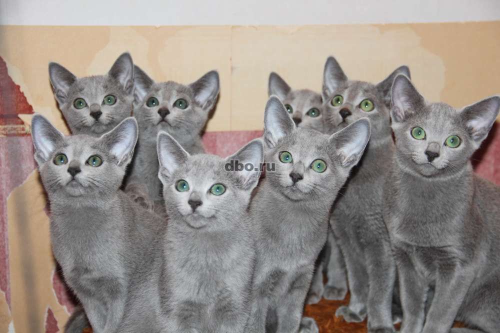 Фото: Русские голубые котята, с европейской родословные