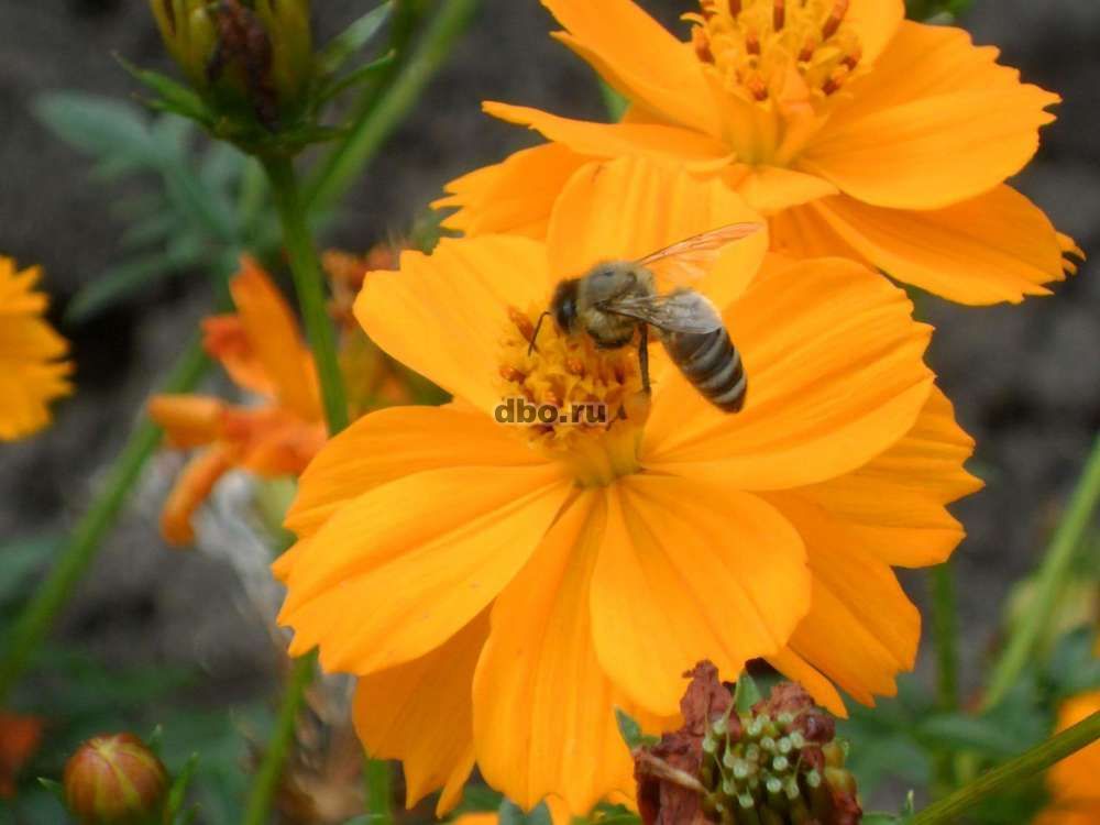 Фото: Пчелосемьи