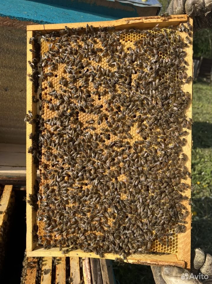 Фото: Прадам пчелопакеты