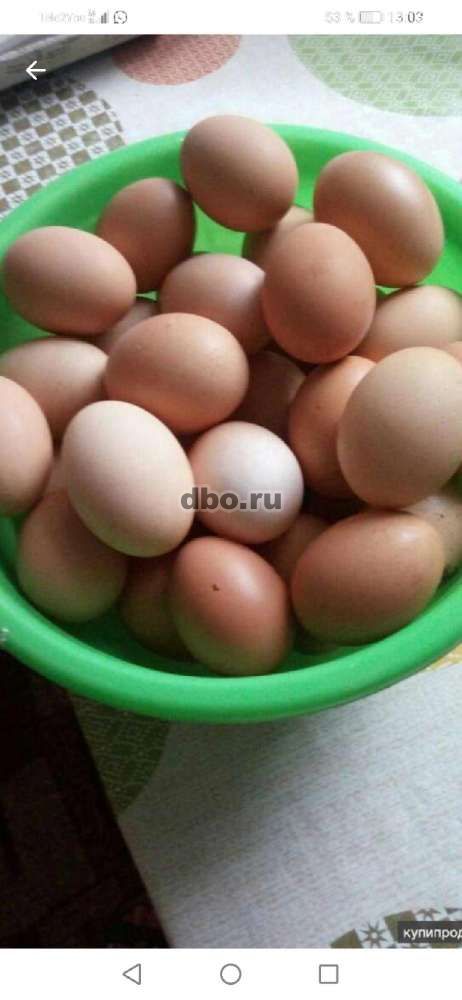 Фото: Яйцо домашнее куриное,
