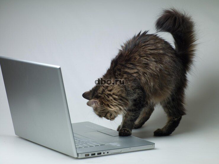 Фото: Сайты для Вас. Студия "Чеширский кот"