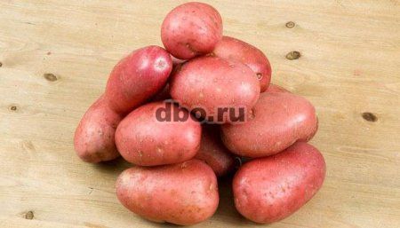Фото: Семенной картофель из Беларуси. Картофель Журавинк