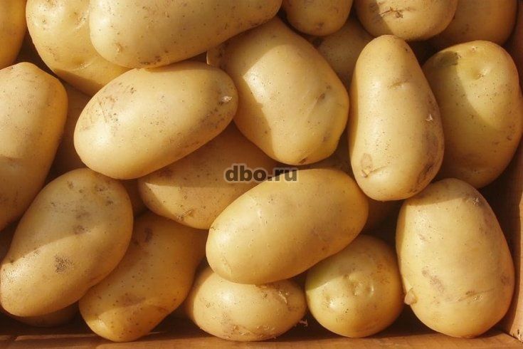 Фото: Семенной картофель из Беларуси. Картофель Лилея