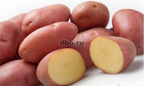 Фото: Семенной картофель из Беларуси. Картофель Манифес