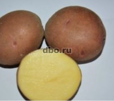 Фото: Семенной картофель из Беларуси. Картофель Першацве