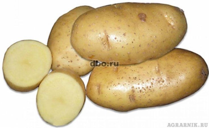 Фото: Семенной картофель из Беларуси. Картофель Скарб