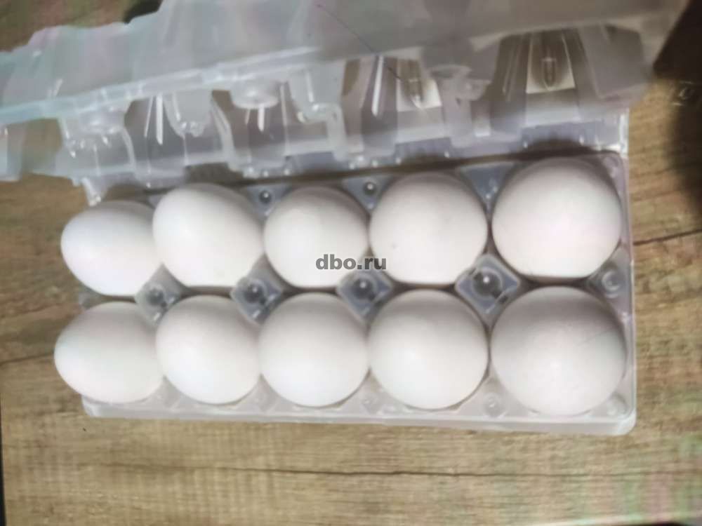 Фото: Домашние куриные яйца