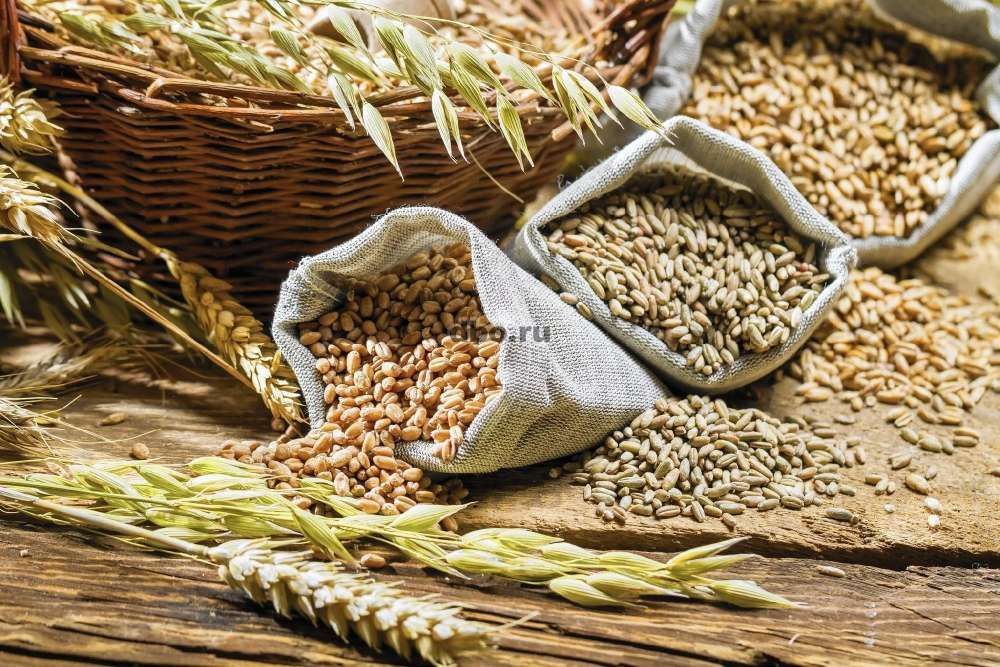 Фото: Продаем пшеницу, ячмень, кукурузу, горох, семечку