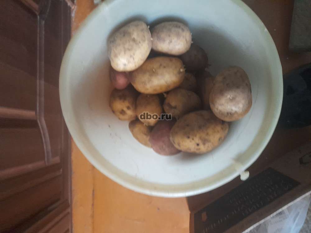 Фото: Овощи картошка