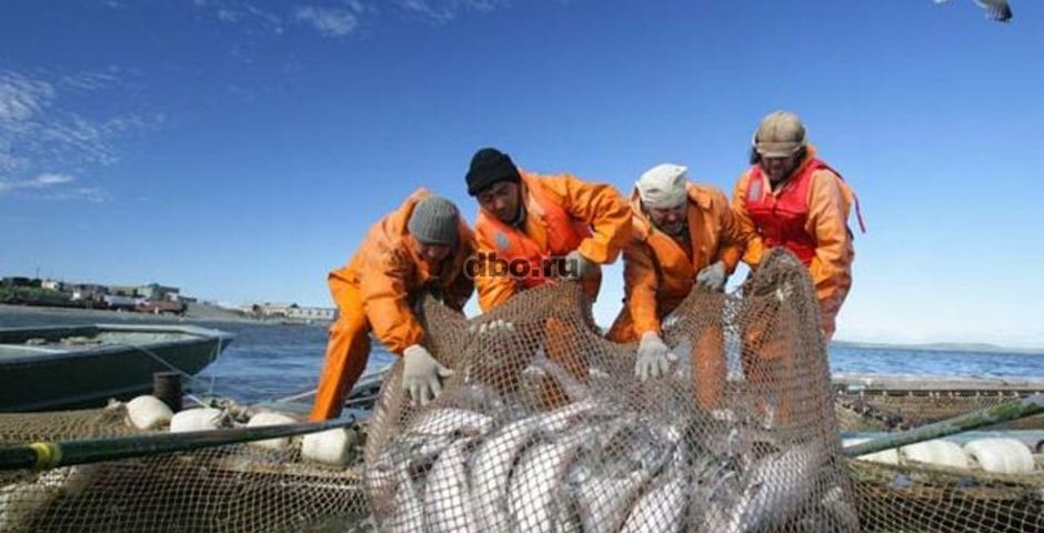 Фото: Камчатская рыбодобывающая компания на Путину 2024 предлагает работу